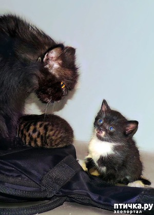 ����: �- ���.