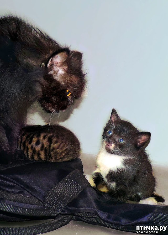 ���� 1: �- ���.