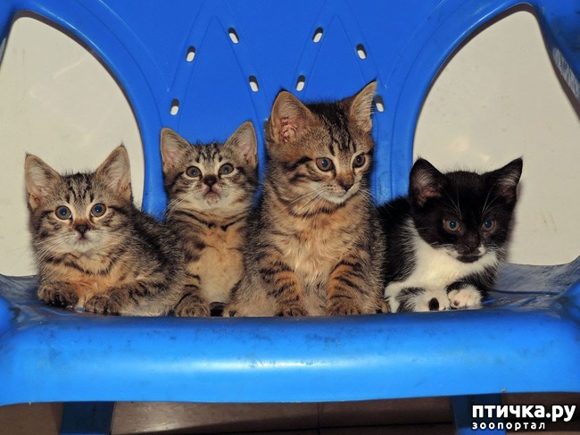 ���� 2: �- ���.