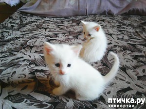 ����: ���� �������