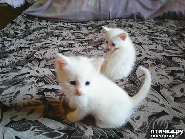 ���� 1: ���� �������