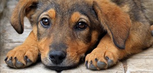 ����: ������� ��������� ��������������� �� �������� ��������� � ���������