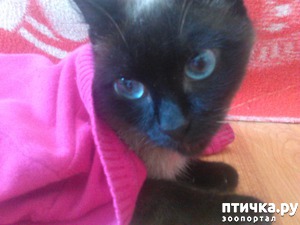 ����: ���������� �������