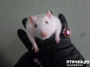 ����: �������-������