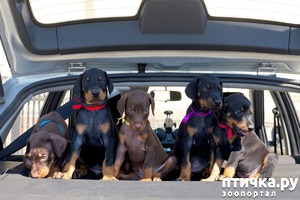 ����: ����� �����...