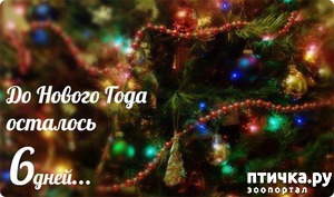 ����: ����� ����.