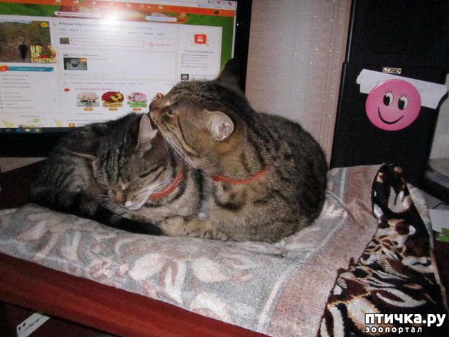 ���� 3: �������.