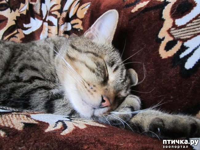 ���� 4: �������.