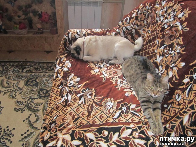 ���� 6: �������.