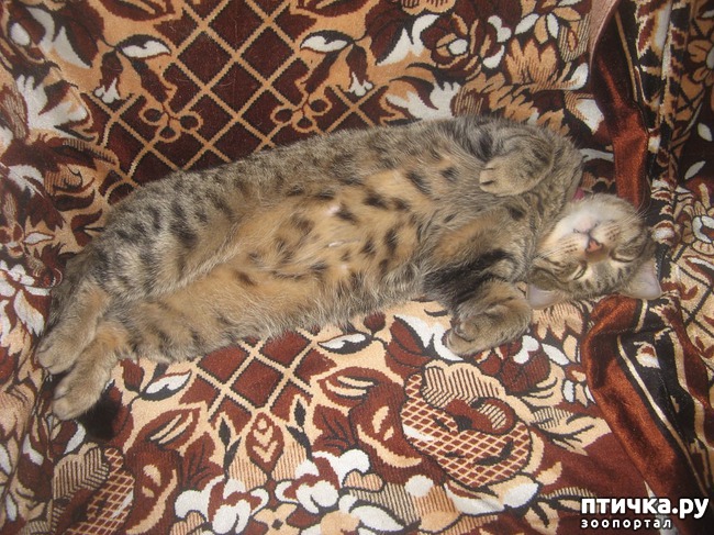 ���� 8: �������.