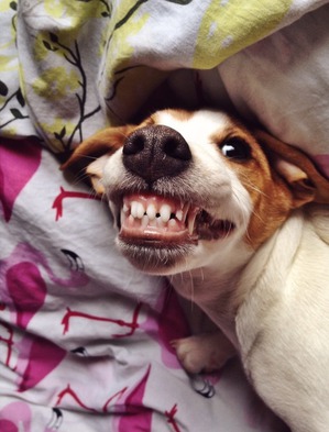 ����: ��� ������-�������