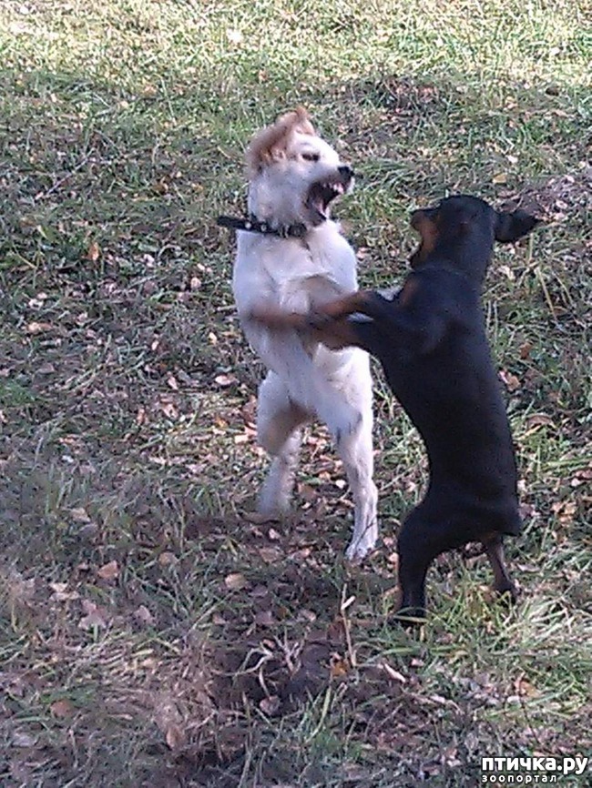 ���� 1: ������ ���� �������)))