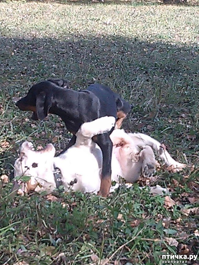 ���� 2: ������ ���� �������)))