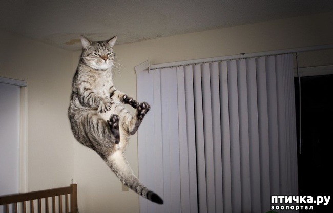  7:  ,     )))