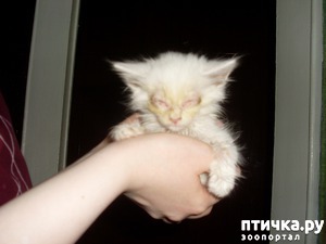 ����: ���� � �������, ����� ����