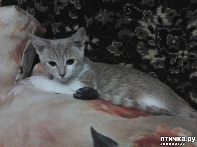 ���� 6: �������--�������� ��������� �����