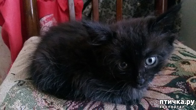 ���� 7: �������--�������� ��������� �����