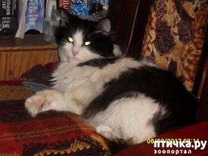 ����: �������, ������������ �������.