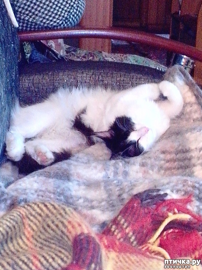 ���� 3: �������, ������������ �������.