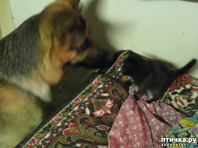 ���� 1: �������--�������� ��������� �����