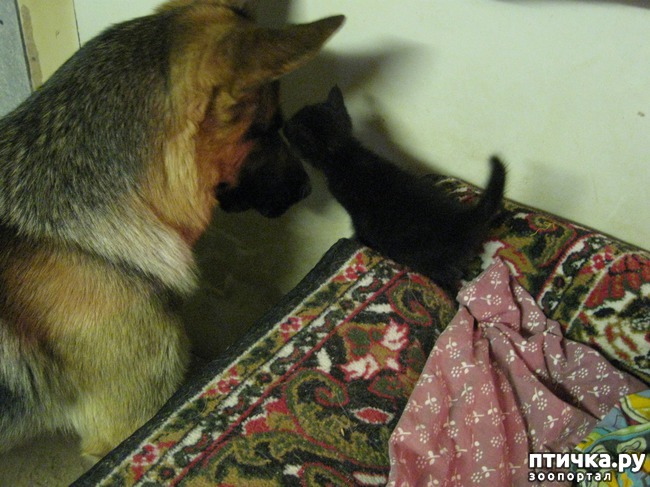 ���� 2: �������--�������� ��������� �����