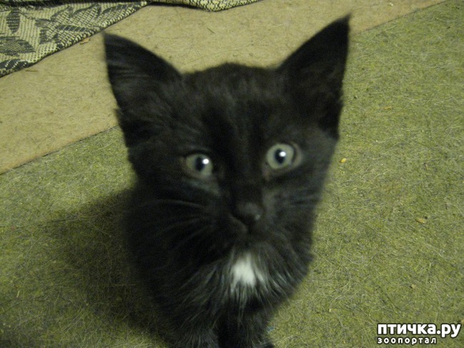 ���� 3: �������--�������� ��������� �����