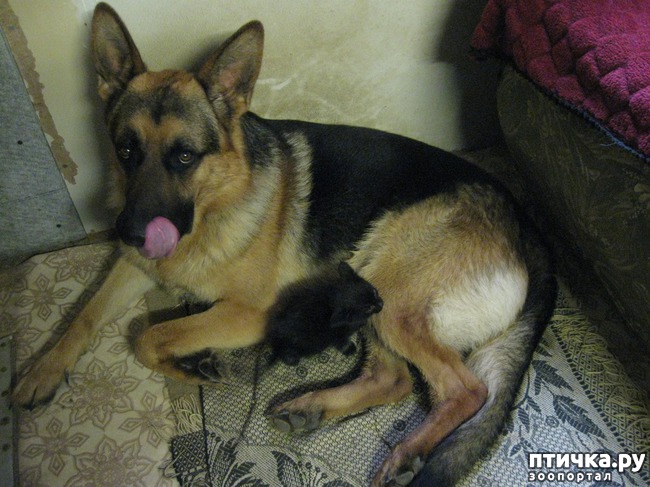 ���� 4: �������--�������� ��������� �����