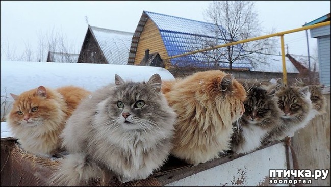 ���� 8: ���������