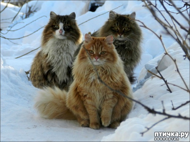 ���� 10: ���������