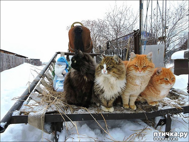 ���� 13: ���������