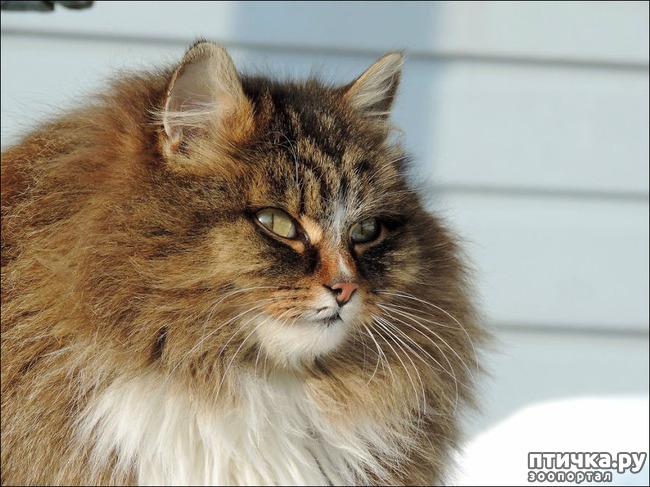 ���� 7: ���������