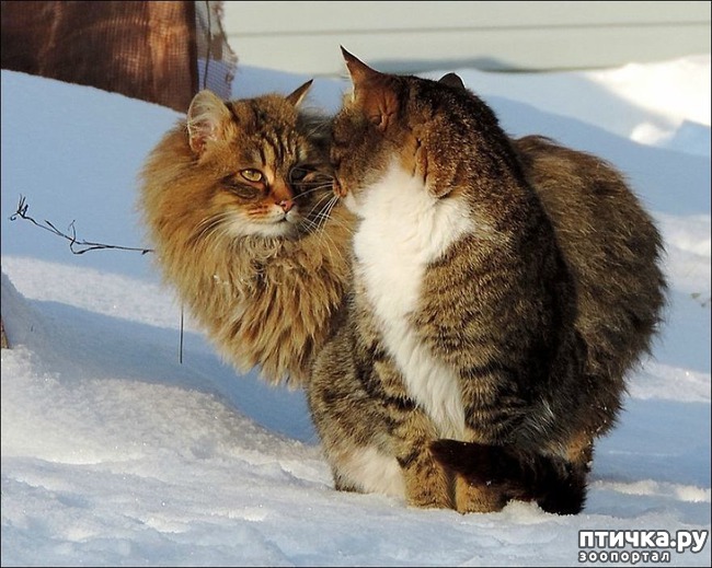 ���� 3: ���������