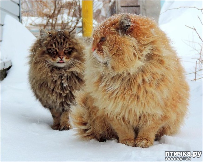 ���� 1: ���������