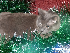 ����: ��� ������� ������� �������