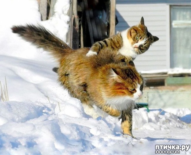 ���� 6: ���������