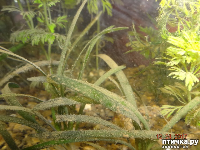 фото 9: Маленький маргинальный аквариум