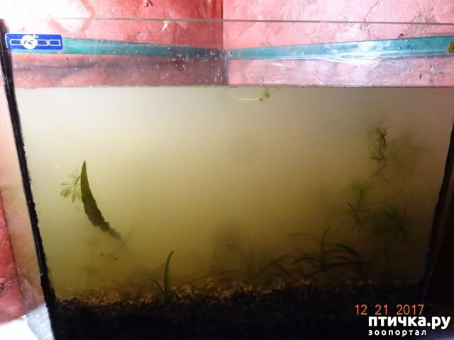 фото 7: Маленький маргинальный аквариум