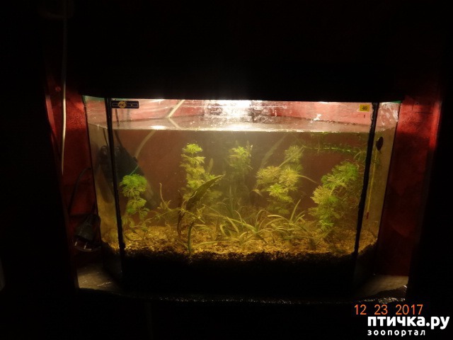 фото 8: Маленький маргинальный аквариум