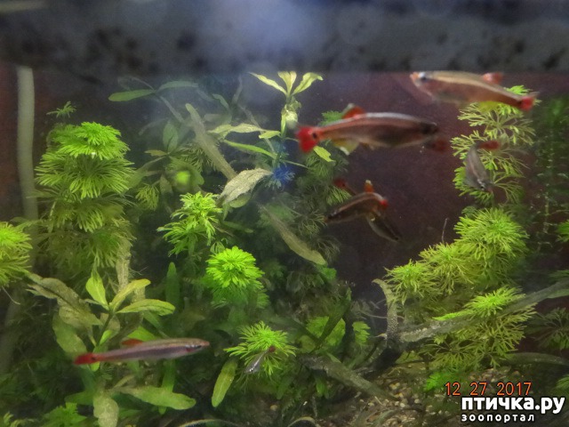 фото 11: Маленький маргинальный аквариум