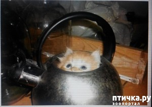 ����: ����� ������� ����.