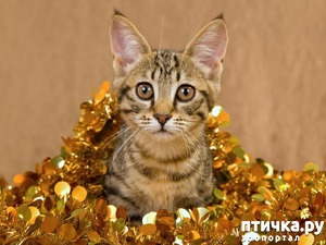 ����: ���������� ������� ��� ����