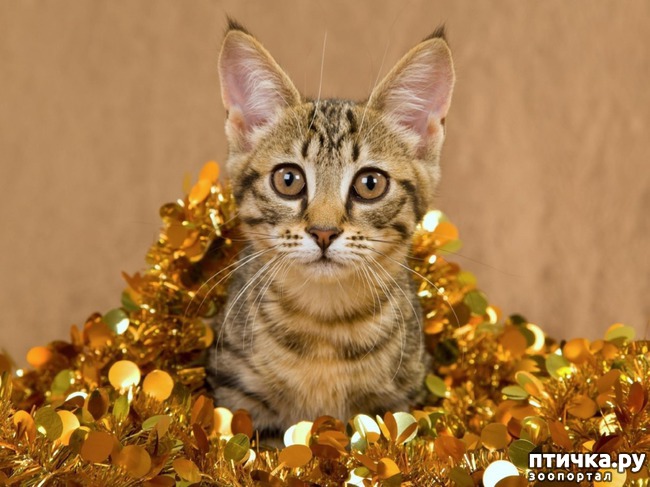 ���� 1: ���������� ������� ��� ����