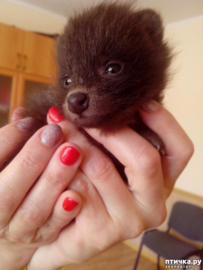 ���� 1: ����������� ������ ���������� � ��������