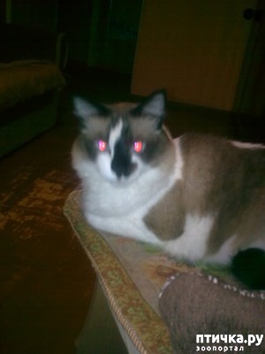 ����: ��� ���-����.