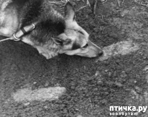 ����: ������ �� ������ ���� (��������� �����������)