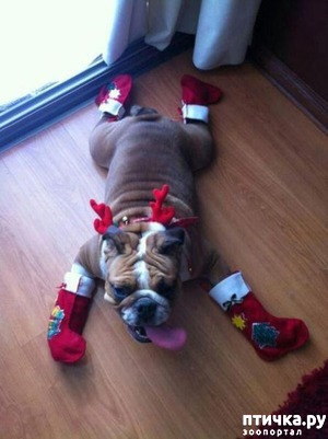 ����: ���������, ����� ���