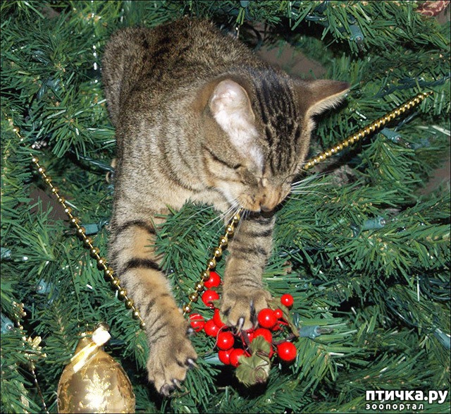 ���� 4: ���������, ����� ���