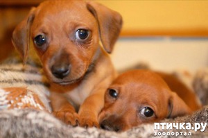 ����: ��� ������� ����� ������)))