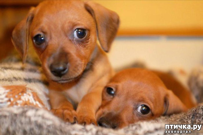 ���� 1: ��� ������� ����� ������)))