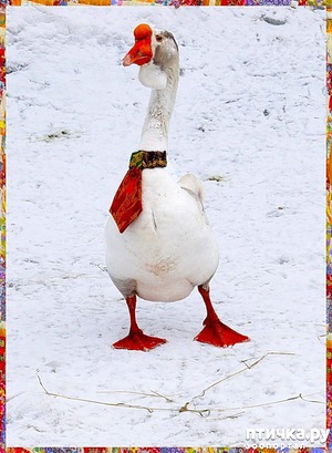 ����: ������ ���� �������� (���� ����)